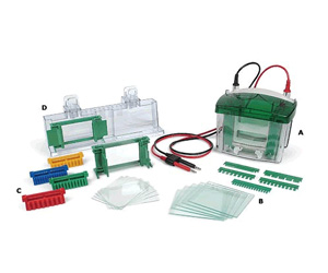 Mini-PROTEAN3BIO-RAD美國(guó)伯樂(lè)小型垂直電泳槽