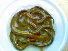 黃鱔苗（純手工捕捉，生猛沒?。? /></a>
                            </div>
                            <p>
                                <a href=