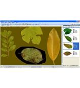 LA-S型植物葉面積、病斑、蟲損、葉色分檔分析儀系統(tǒng)