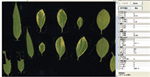 植物葉面積分析儀系統(tǒng)， 野外便攜式植物葉面積分析儀